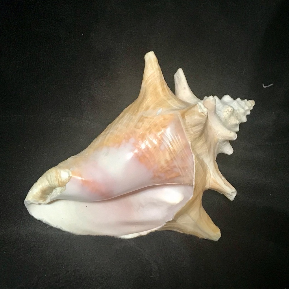 Conch Shell Decor